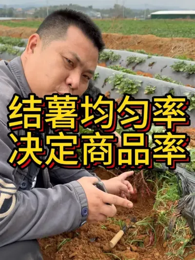 红薯在初期膨大使用增薯淋和没使用的区别对照#农业种植 #红薯种植 #节点施肥 #增薯淋 #三农