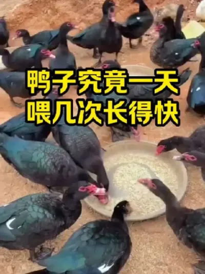 鸭子究竟一天，喂几次长得快#抖音三农#养鸭#养殖