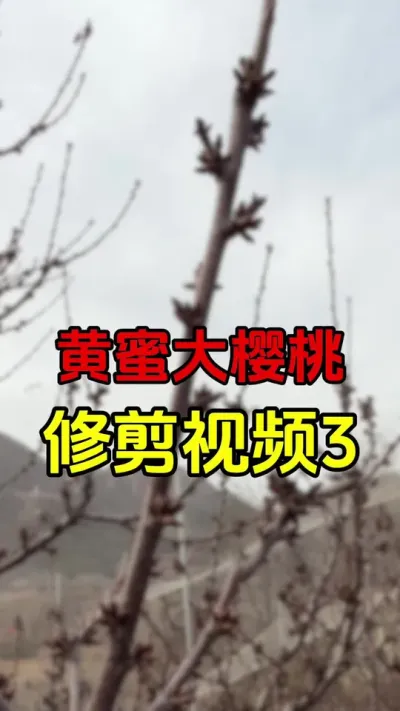 黄蜜大樱桃修剪#大樱桃修剪 #车厘子树苗 #果树修剪#黄蜜大樱桃