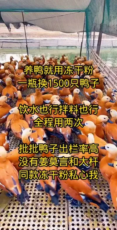 #养鸭人 #禽病防治 #肉鸭养殖 #蛋鸭养殖