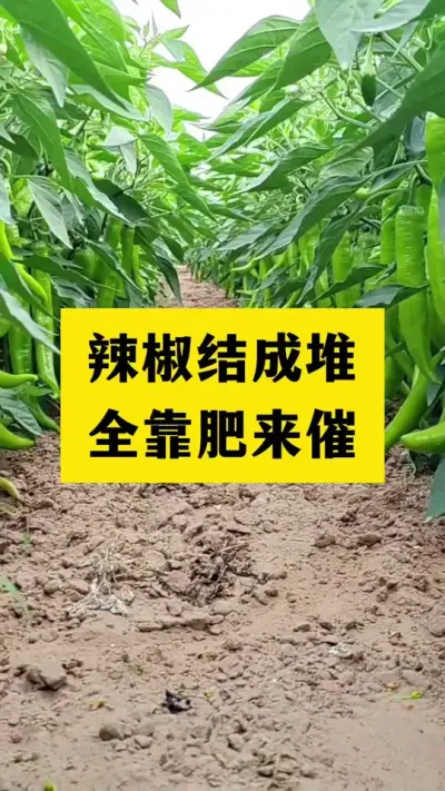 辣椒结成堆，全靠肥来催#分享农业知识帮农民增产增收 #三农 #农业种植技术
