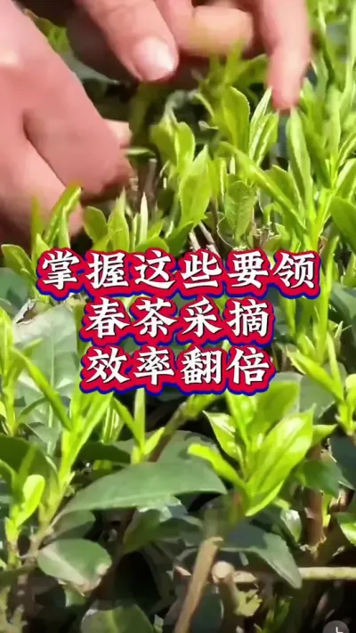 #服务三农支持三农 #抖音助农扶农 #茶农茶事 #春茶采摘 #茶树种植技术与管理