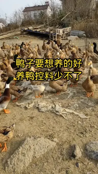 #养鸭人 #鸭子 #养鸭技术 #禽病防治