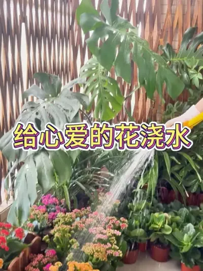 给心爱的花浇水#养花小知识 #花卉绿植 #分享养花经验 #养花人 #养花人的乐趣