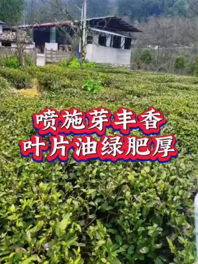#春茶采摘 #茶是春天的仪式感 #召唤茶友 #茶树种植技术与管理