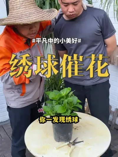 绣球催花 #绣球 #养花 #绿植 绣球冒花芽后，你就只用给它补磷肥，养护很简单