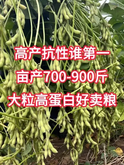 高产大豆品种，亩产700-900斤 #抖音助农 #三农 #新农人计划