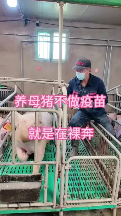 #养猪人加油干 #养猪人不容易 #三农 #自繁自养 #自繁自养母猪