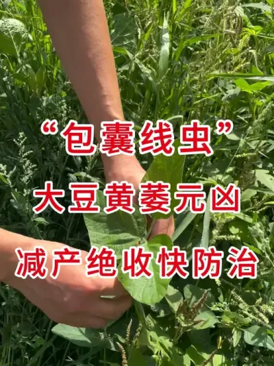 大豆黄萎病，减产绝收快防治 #三农流量扶持计划 #大豆种植 #抖音助农 #三农小知识 #农业植保知识分享