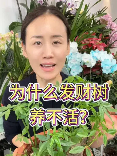 为什么发财树养不活#花卉绿植 #爱生活爱养花 #发财树养护 #花卉 #发财树