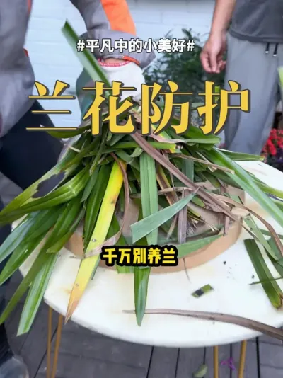 兰花防护 #兰花 #养花 #绿植 兰花不要轻易养，因为叶子很容易斑点，你就这样做