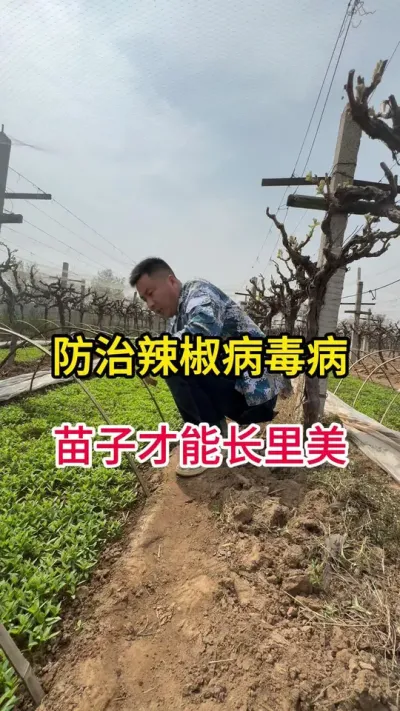 辣椒病毒病需提前预防才行#辣椒高产 #辣椒病害防治 #病虫害防治技术 #辣椒病毒病的类型 #病虫害防治用药方案