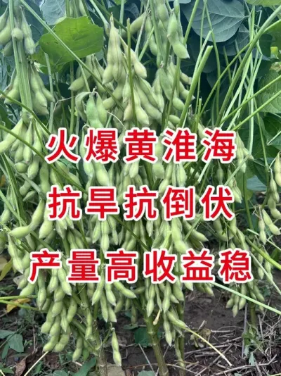 科学育种品质保障，助您轻松实现亩产700斤！ #三农流量扶持计划 #大豆种植 #抖音助农 #增产增收才是硬道理 #农业种植