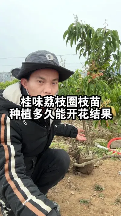 桂味荔枝圈枝苗，种植多久、种植多大才能开花结果呢？ #果苗供应 #桂味荔枝 #荔枝种植