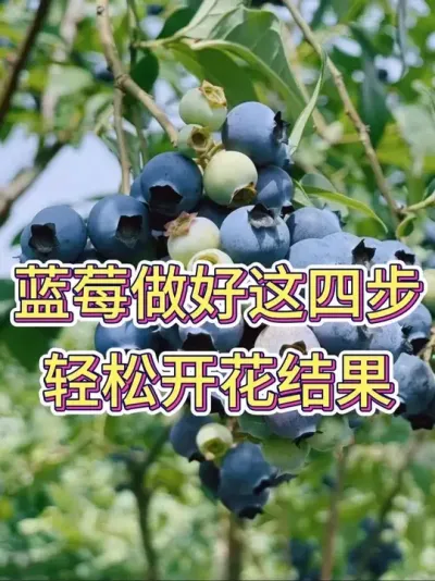 蓝莓做好这四步，轻松开花结果#蓝莓 #蓝莓种植 #花卉绿植 #养花小知识 #养花人的乐趣