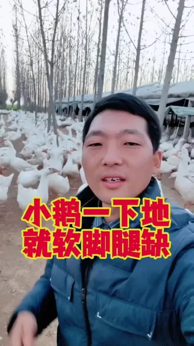 小鹅一下地，就拉稀软脚腿缺，该怎么办？#养鹅技术分享 #狮头鹅养殖 #养鹅人 #三农养殖 #东哥带你养鸭鹅