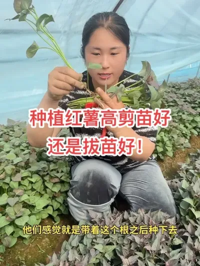 种植红薯要用对方法，才能高产，不信你进来看看&hellip;&hellip;