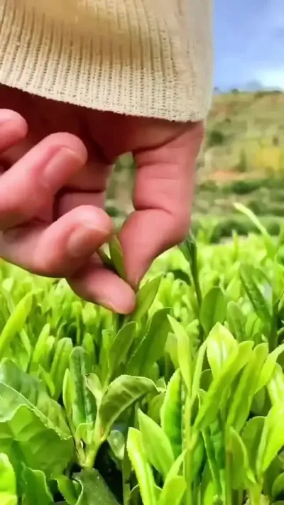 #服务三农支持三农 #茶树种植技术与管理 #茶 #抖音助农