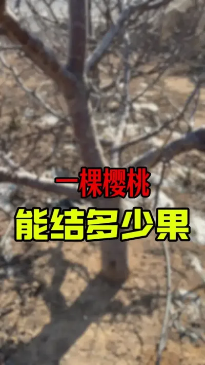 结果是最终目标#大樱桃修剪 #车厘子树苗 #果树种植 #果树修剪