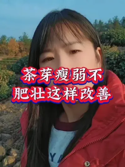 #服务三农支持三农 #茶树 #茶树种植技术与管理 #叶面肥这样用更高产 #芽丰香