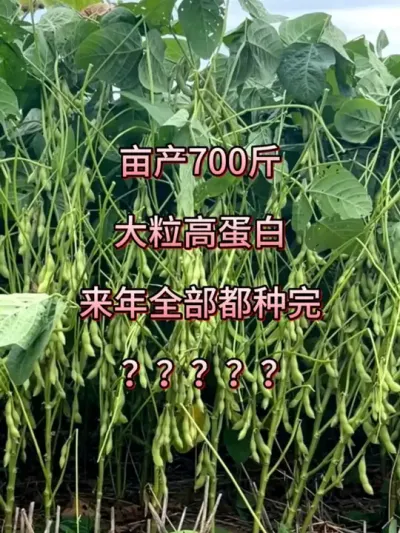 大粒高蛋白，亩产700斤 #服务三农支持三农 #抖音助农 #大豆 #大豆高产 #高产大豆