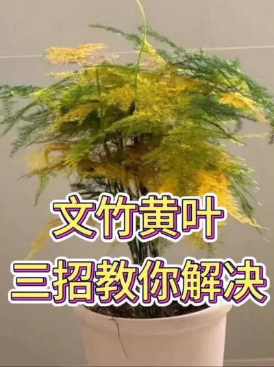 文竹黄叶，三招教你解决#文竹 #文竹盆栽 #文竹怎么养 #花卉绿植 #养花小知识