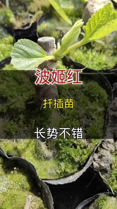 波姬红扦插苗，长势不错#无花果#种植小技巧