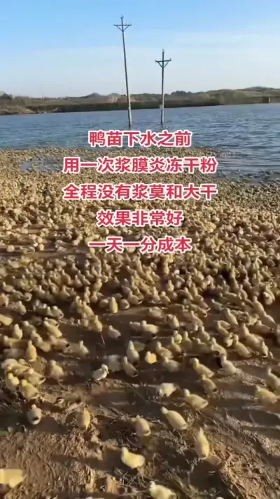 冻干粉好用#养鸭人 #肉鸭养殖 #养殖技术交流 #禽病技术指导 #养鸭
