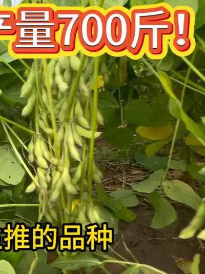 亩种10斤，亩产700多斤 #服务三农支持三农 #抖音助农 #农业种植 #种子