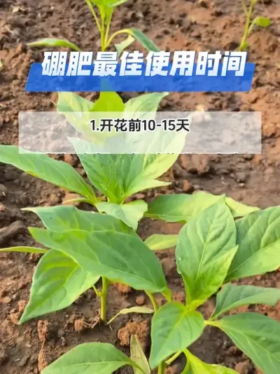 硼肥的使用时期#分享农业知识帮农民增产增收 #每天分享种植农业小知识 #抖音助农