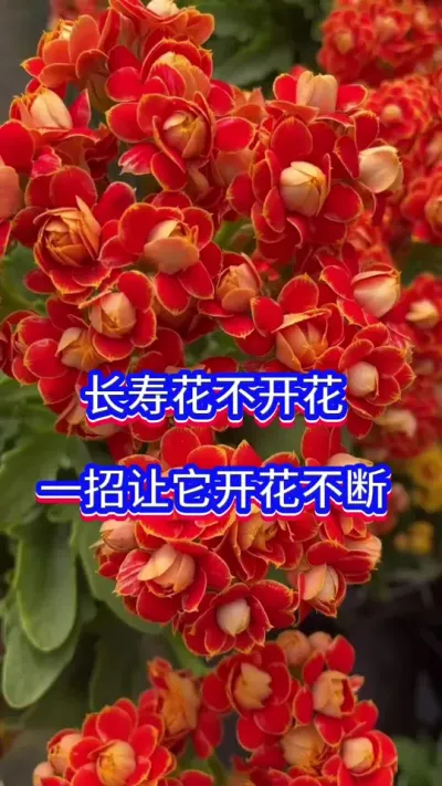 一招让长寿花开花爆盆#长寿花 #英子园艺 #养花小知识