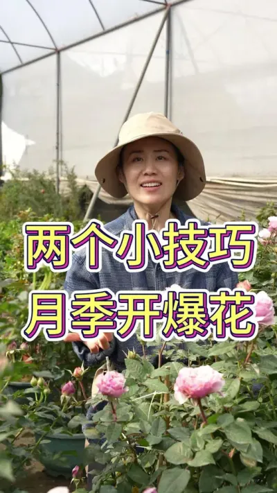 想要月季长得好，记住这些小技巧#月季 #花卉绿植 #月季养护 #养花小知识 #花卉