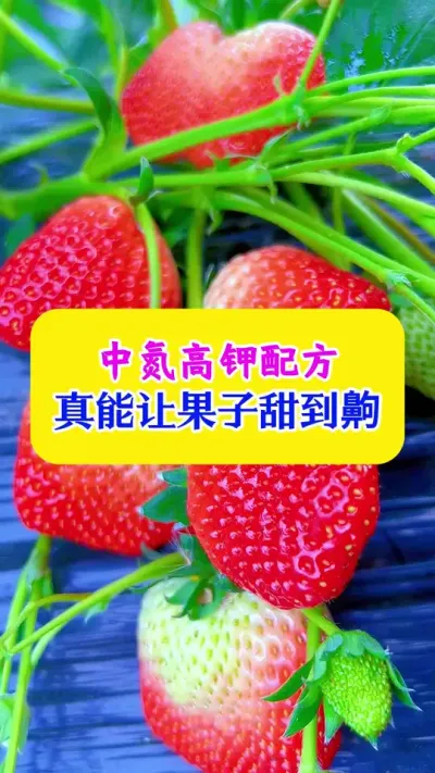 中氮高钾配方，真的让果子甜到齁#草莓种植 #种植小技巧 #农业种植技术 #每天分享种植农业小知识 @抖加🔥上热门🔥dou+🔥热点宝