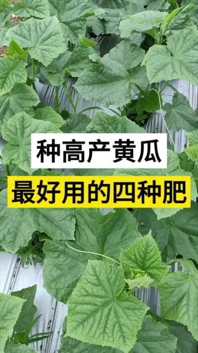 种高产黄瓜，最好用的四种肥 #黄瓜 #黄瓜种植技术交流 #黄瓜种植 #黄瓜高产种植 #农业种植技术