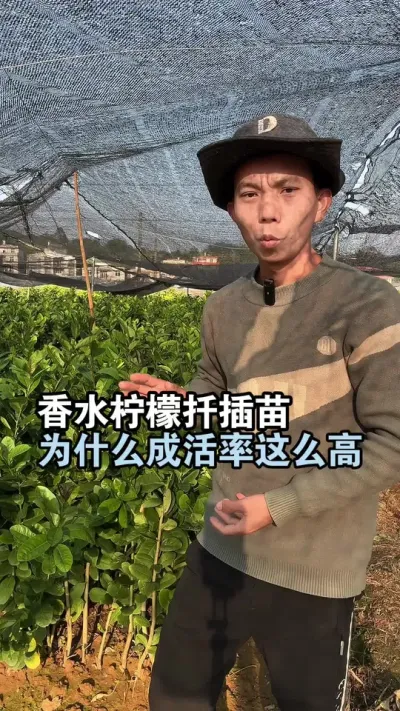 广东香水柠檬扦插苗，成活率非常高，很多人都想不到吧 #果苗供应 #香水柠檬 #广东香水柠檬
