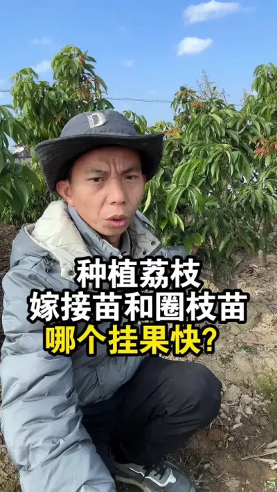 种植荔枝嫁接苗和圈枝苗，哪个挂果快，哪个挂果多呢？ #果苗供应 #荔枝苗 #桂味荔枝 #妃子笑荔枝
