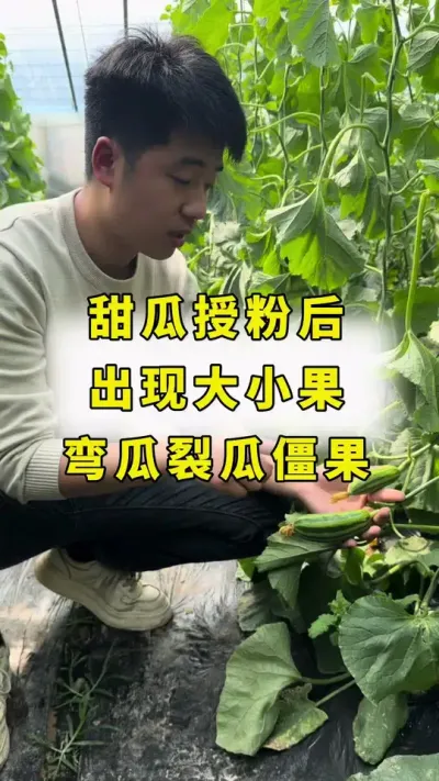 甜瓜授粉后，出现大小果，裂瓜，弯瓜，僵果！#甜瓜种植 #农业种植 #良田神话#甜瓜授粉#甜瓜种植技术