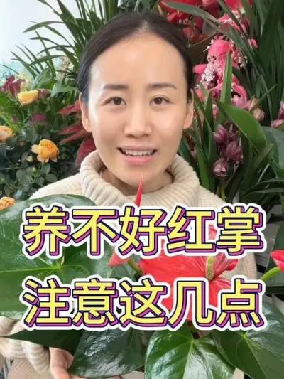 养不好红掌注意这几点#红掌 #红掌盆栽 #红掌养护 #花卉绿植 #养花小知识