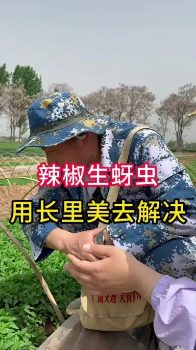 辣椒虫害#辣椒种植 #辣椒病害防治