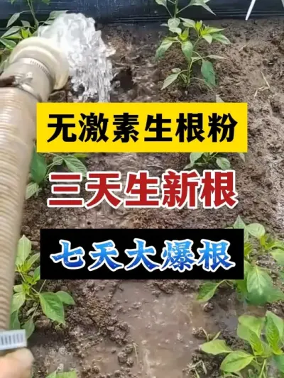 #分享农业知识帮农民增产增收 #三农 快速生根无激素，三天生新根，七天大爆根