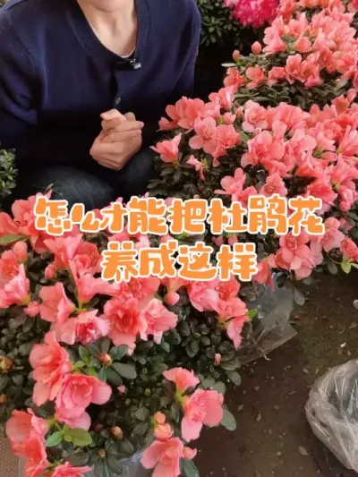 杜鹃怎么养成这样#杜鹃花 #杜鹃 #花卉绿植 #爱生活爱养花