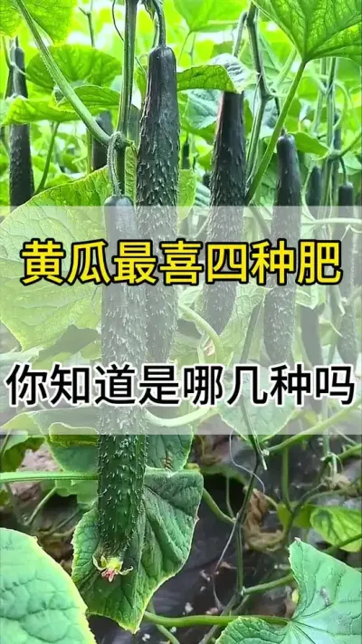 黄瓜最喜四种肥，你知道吗 #黄瓜 #黄瓜种植 #黄瓜高产种植 #服务三农支持三农 #三农