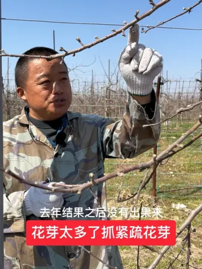 #新农人计划2025 #苹果树修剪 #病虫害防治 #果树管理技术 #农业技术推广