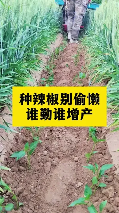 种辣椒别偷懒，谁勤谁增产 #辣椒种植 #辣椒高产 #增产增收