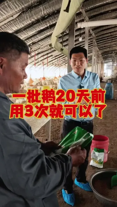 一批鹅20天以前，用3次这个东西，就不用再担心通风的问题了。#养鹅 #鹅苗 #狮头鹅 #养鹅技术 #养鹅人