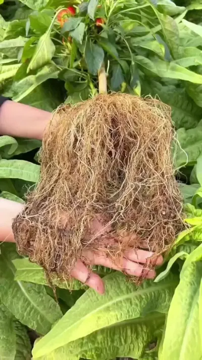 地上喷一喷，地下大爆根，根部灌一灌爆根看得见，快速生根，植株健壮缓苗快成活率#分享农业知识帮农民增产增收 #生根 #三农