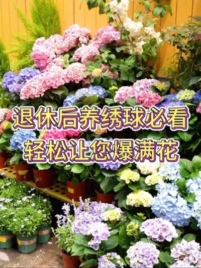 退休后绣球必看，让您轻松爆满花#绣球花 #养花我是认真的 #养护小知识 #养花人的乐趣
