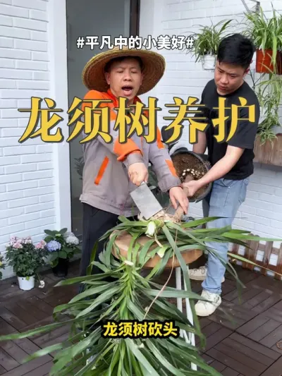 #龙须树 #龙血树 #养花 龙须树养护，三点你记住