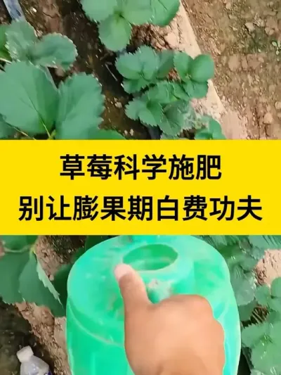 科学施肥，别让膨果期白费功夫。 #草莓种植 #促花保果 #番茄种植 #西红柿种植 #种草莓 @巨大星-龙灯水溶肥源头厂家