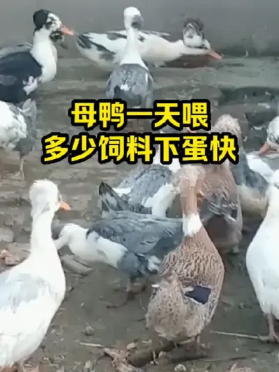 母鸭一天喂，多少饲料长得快 #抖音三农#养殖#养鸭